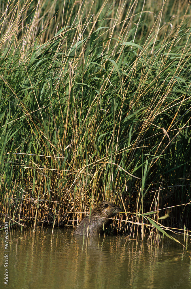 Ragondin, Myocastor coypus Ragondin, Myocastor coypus