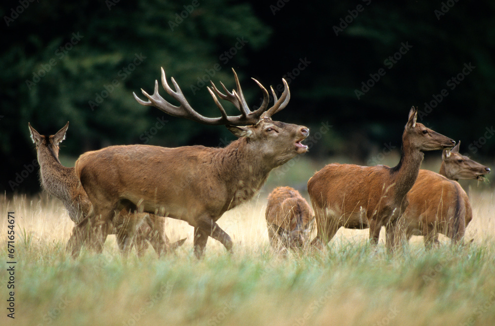 Cerf élaphe, biche, mâle, brame, cervus elaphus Cerf élaphe, biche, mâle, brame, cervus elaphus