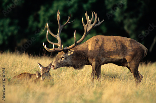 Cerf   laphe  biche  m  le  brame  cervus elaphus