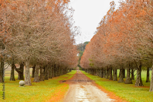 camino entre arboles de otoño 