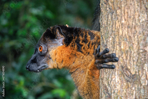 Lémur à collier roux, Eulemur collaris,  Madagascar photo