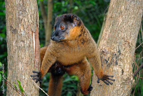 Lémur à collier roux, Eulemur collaris,  Madagascar photo