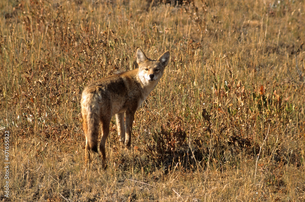 Fototapeta premium Coyote, Canis latrans, Parc national du Yellowstone, USA,