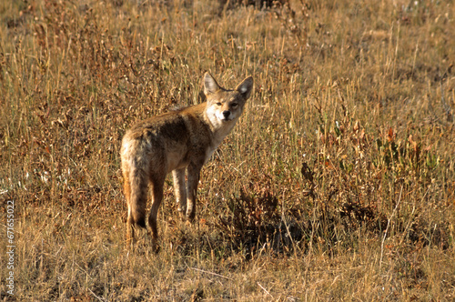 Coyote, Canis latrans, Parc national du Yellowstone, USA, photo