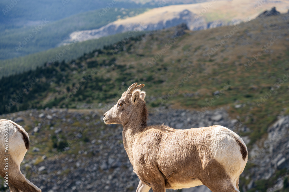 Fototapeta premium Bighorn sheep in the Rocky Mountains of Colorado