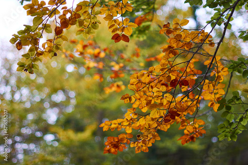 The colors of autumn in the beech forest of the Iranzu River Canyon in the Sierra de Urbasa. Navarre. Spain photo