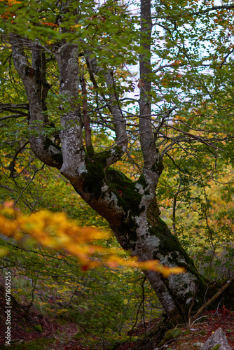 The colors of autumn in the beech forest of the Iranzu River Canyon in the Sierra de Urbasa. Navarre. Spain