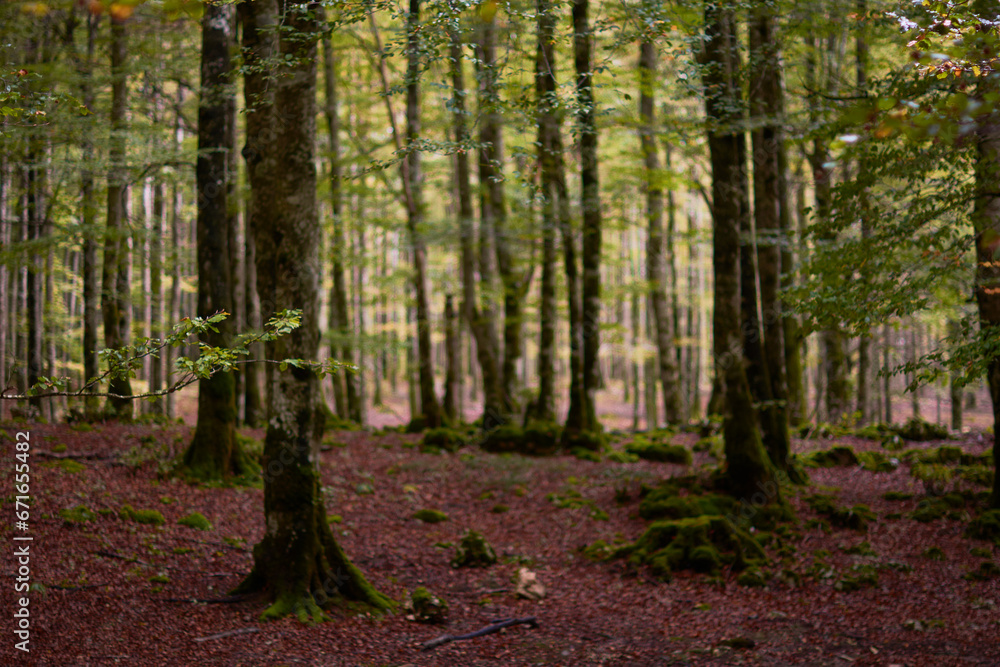 The colors of autumn in the Enchanted Beech Forest in the Sierra de Urbasa. Navarre. Spain The colors of autumn in the Enchanted Beech Forest in the Sierra de Urbasa. Navarre. Spain