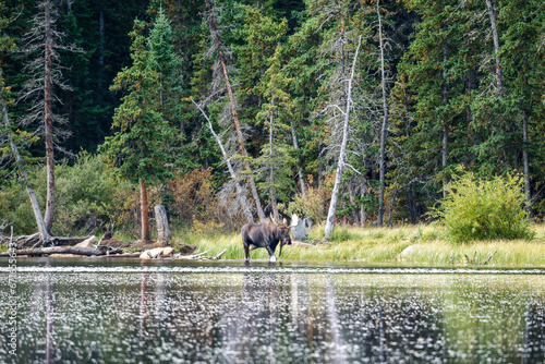 Bull moose in Colorado by a lake, with trees and grass in the background © Sitting Bear Media