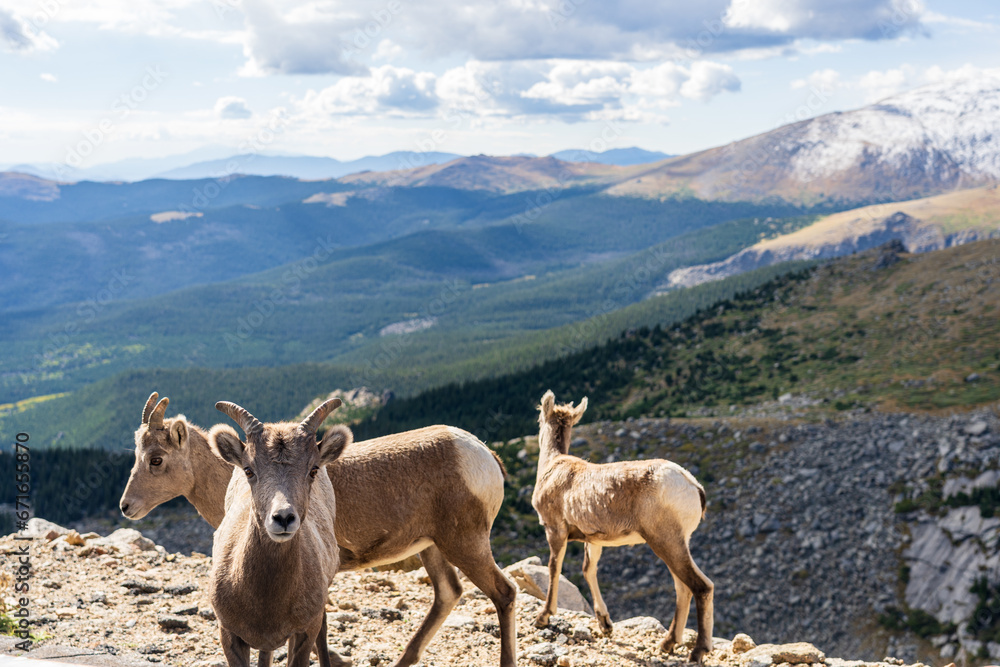 Fototapeta premium Bighorn sheep in the Rocky Mountains of Colorado