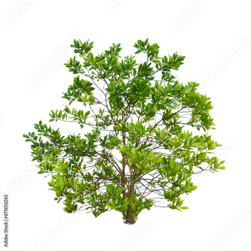 Eucalyptus tree on a white background, tree on a white background with clipping path