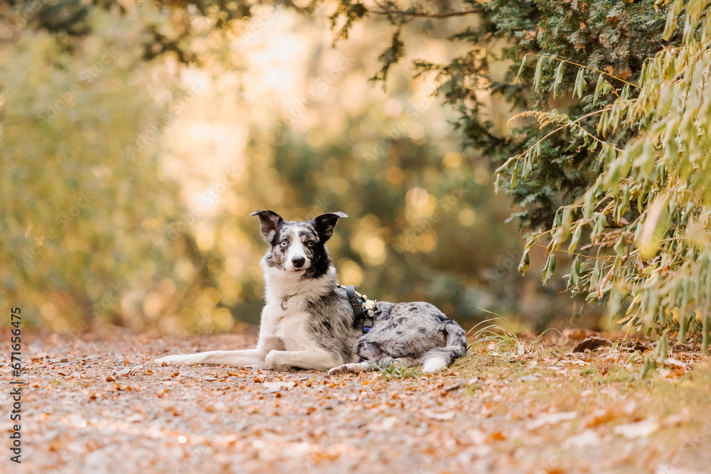 Border Collie dog breed in the park. Fall season. Autumn