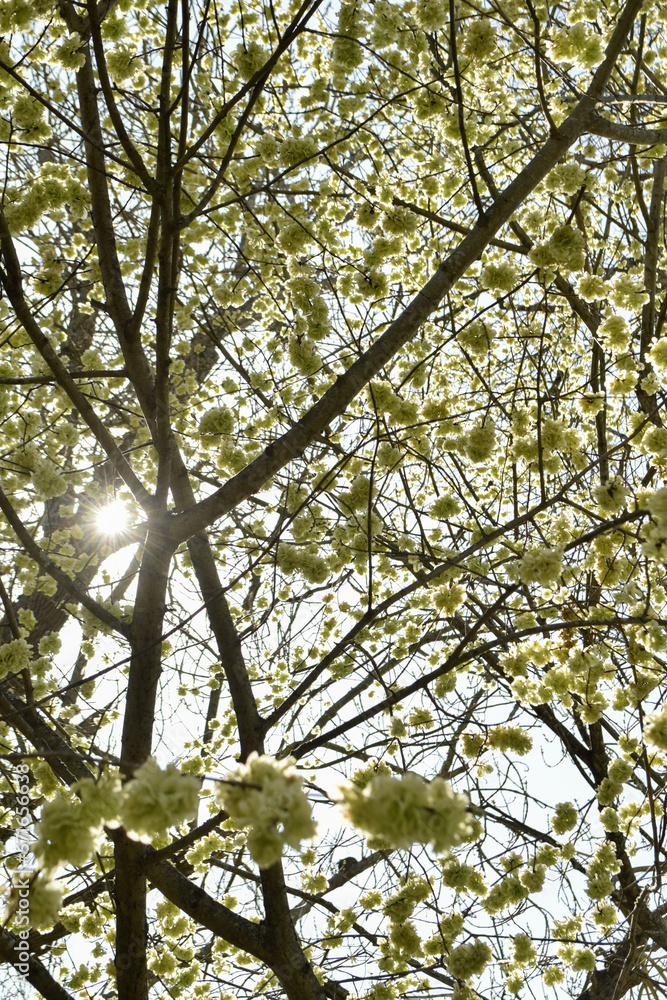 Fototapeta premium Olmo en flor