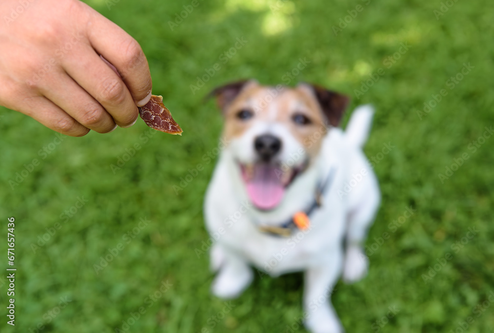 How to use dog treats for training, bonding and rewarding
