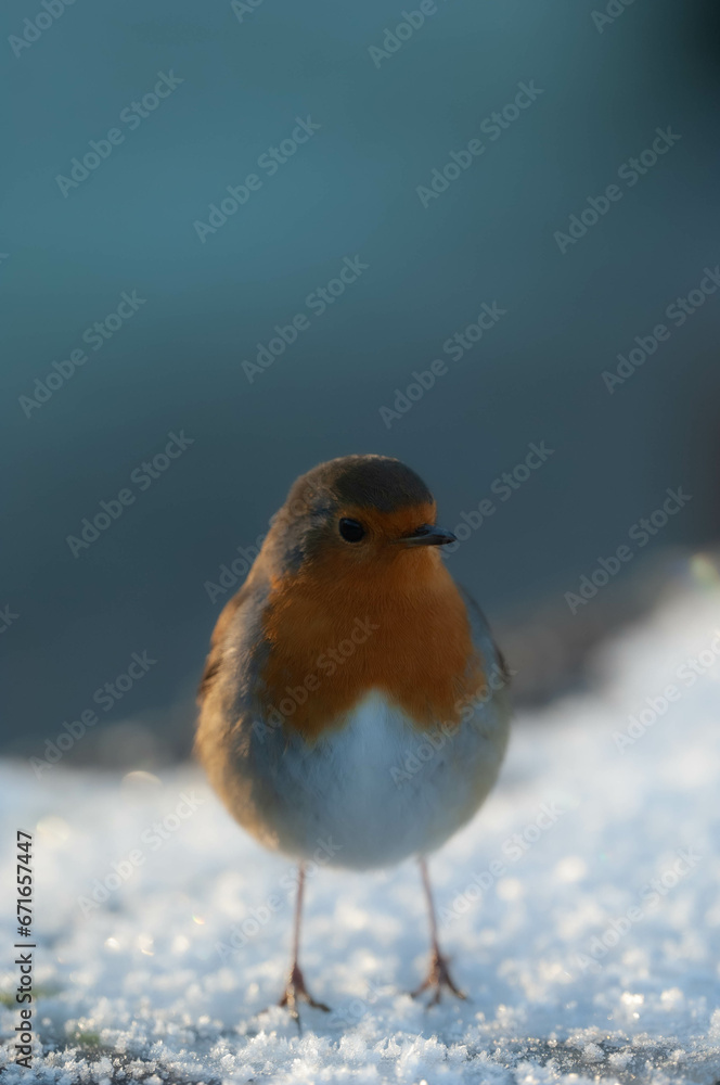 robin on snow