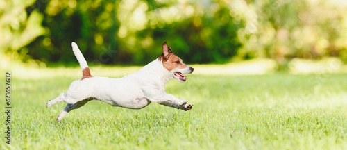 Profile view of happy dog running and jumping on green grass lawn