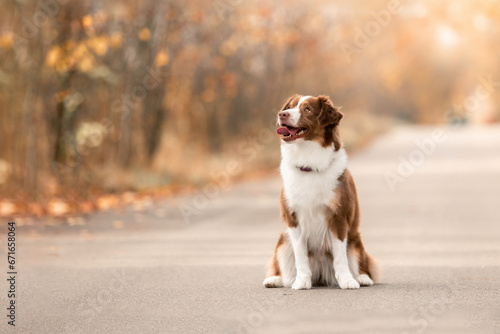 Miniature American Shepherd dog. Australian Shepherd. Fall season