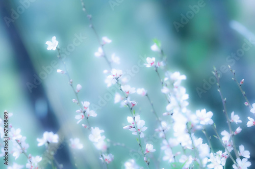 flowers in the garden © Mira
