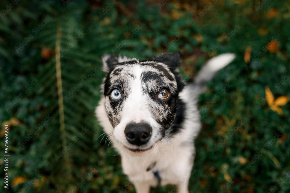 Funny loved border collie dog lookig