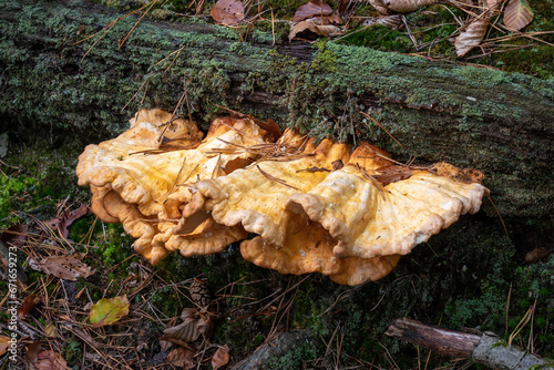 Common Sulfur Porling, Laetiporus sulphureus photo