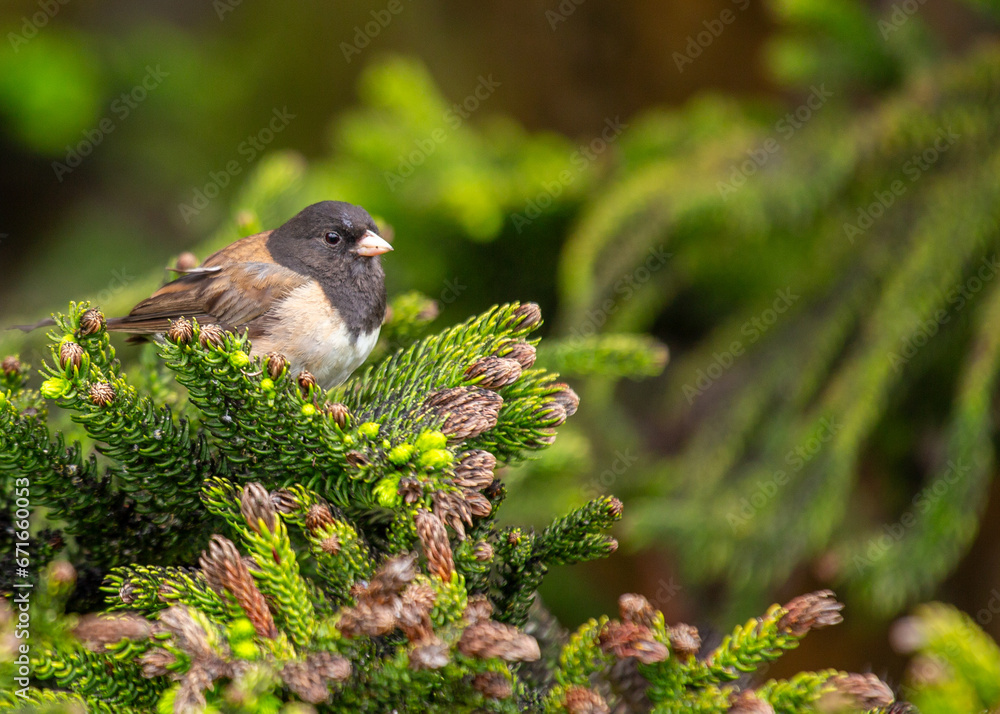 Fototapeta premium Dark-eyed Junco (Junco hyemalis) Spotted Outdoors in North America