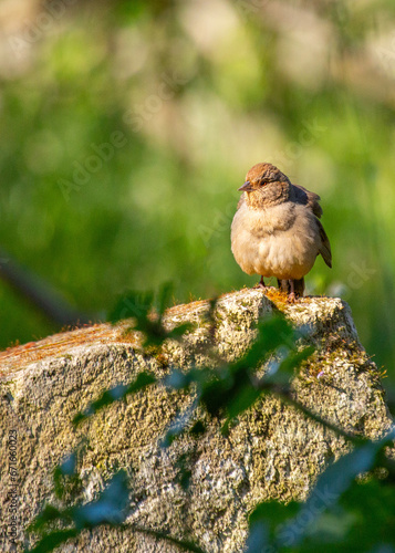 Beautiful California towhee (Melozone crissalis) spotted outdoors in California. Medium-sized songbird with a black head, white belly, and rufous sides. Found in chaparral and oak woodlands throughout photo