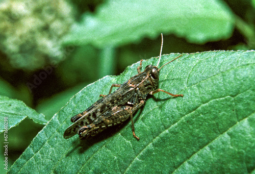 Calliptamus italicus - the Italian locust, grasshopper sitting on a green leaf photo