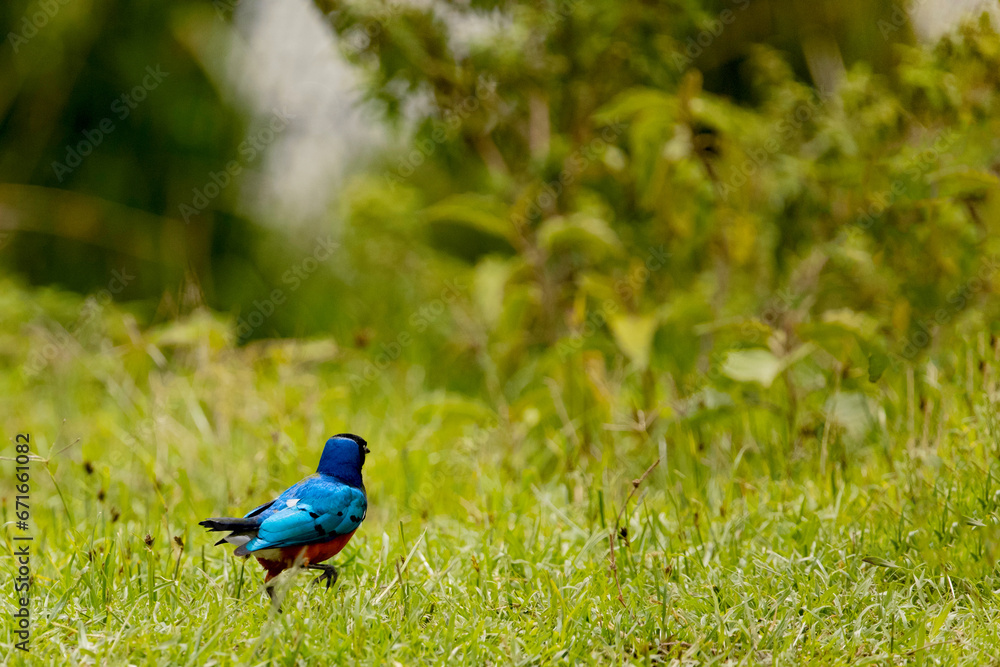 Obraz premium small bright motley bird stands