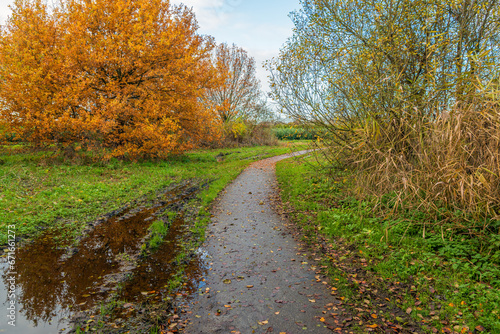 Curved walking path in an autumnal landscape. A tree has orange leaves. A large puddle of rainwater is along the path and fallen leaves from trees and shrubs are visible on the path and the grass. © Ruud Morijn