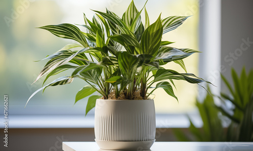 Chinese Evergreen in bright and serene white room photo