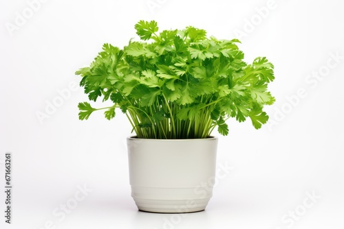 Parsley plant isolated without pot.