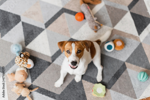 Portrait of Jack Russell Terrier dog made a mess with toys at home. Cute dog destroyed living room