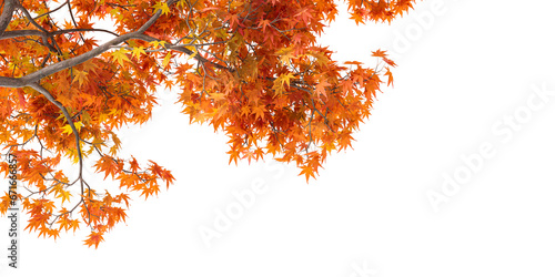 Fototapeta Naklejka Na Ścianę i Meble -  Isolated autumn leaves background