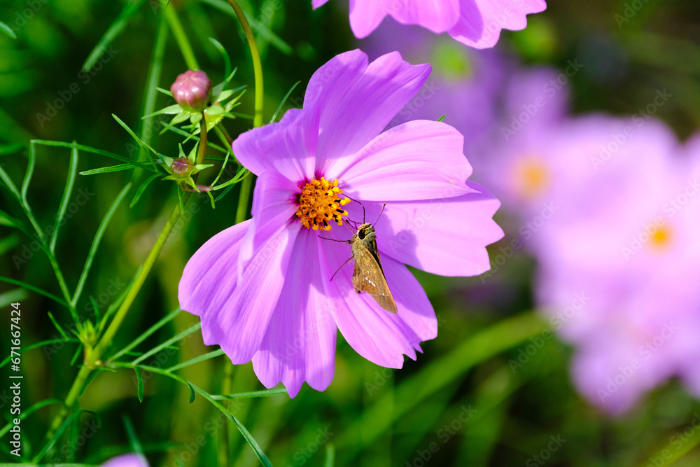 cosmos and butterfly