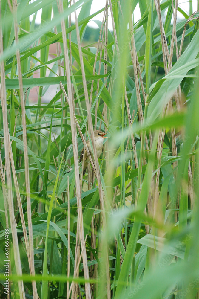 Obraz premium A small bird hiding in high grass near the river 