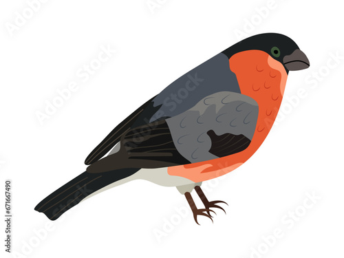 Bullfinch bird icon with red breast. Isolated close-up element on transparent and white background. Winter vector illustration in cartoon flat style. Little cute Eurasian bullfinch bird.