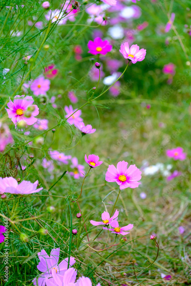 pink cosmos in the garden pink cosmos in the garden