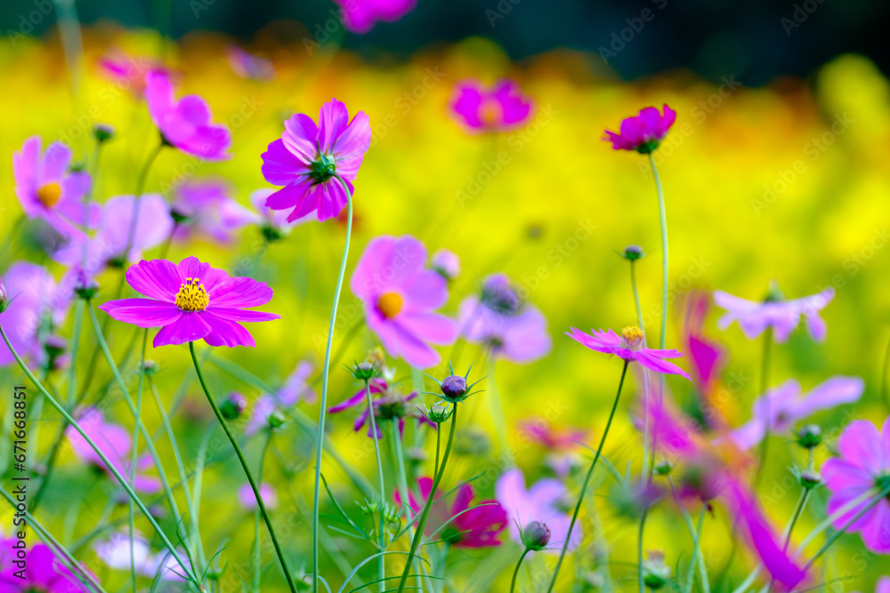 Fototapeta premium field of flowers