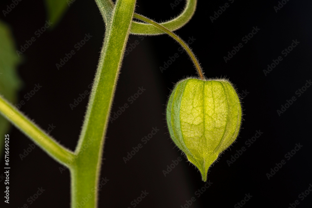 Close-up of Chinese lantern or Physalis green plant on black background Close-up of Chinese lantern or Physalis green plant on black background
