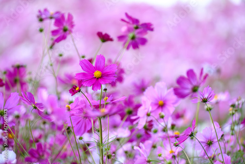 field of cosmos