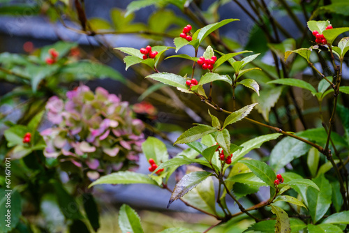 red berries in the garden
