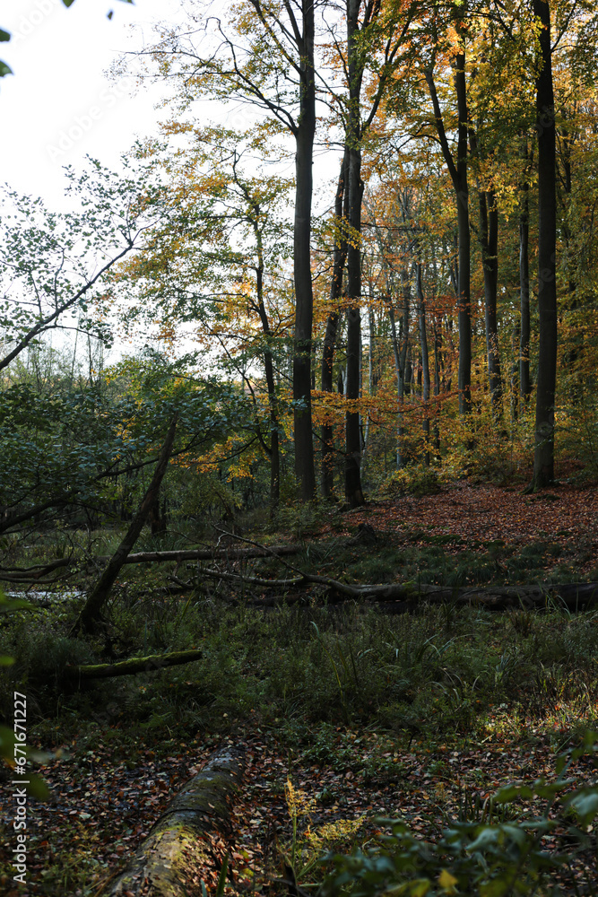 autumn forest in Grumsin