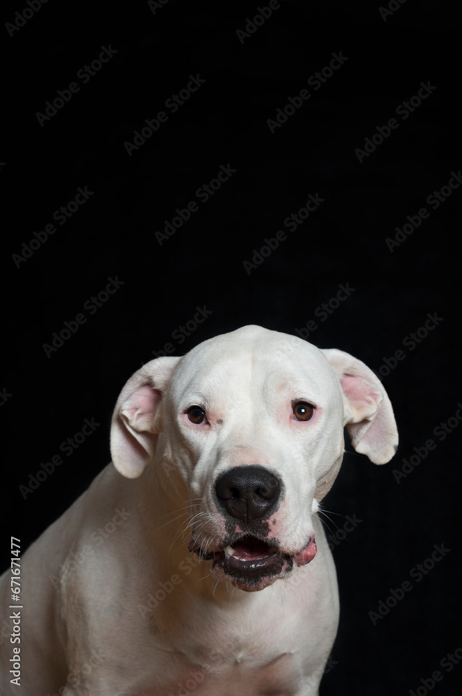 Studio Porträt eines Dogo Argentino