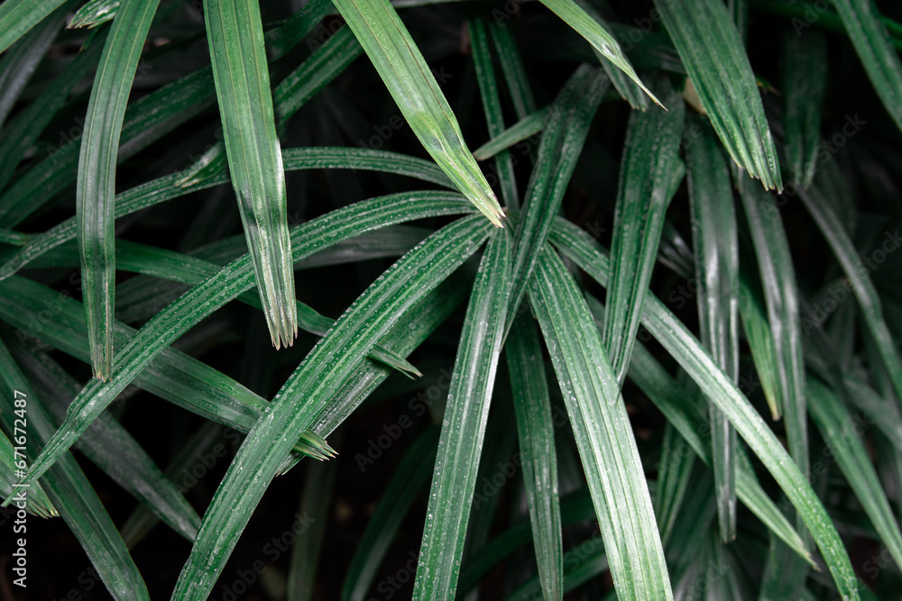 Fototapeta premium Tropical leaves background of Rhapis excelsa or Lady palm tree in the garden
