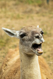 Llama with funny face