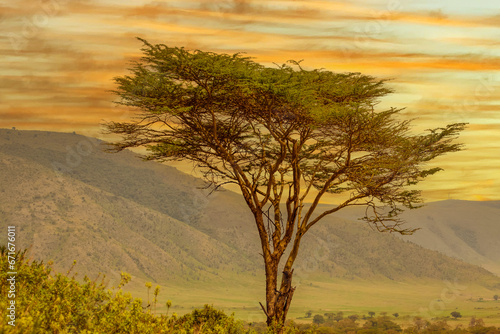 African landscape at sunrise with trees and mountains photo