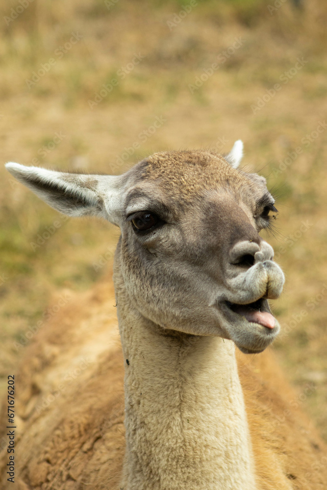 Llama with funny face