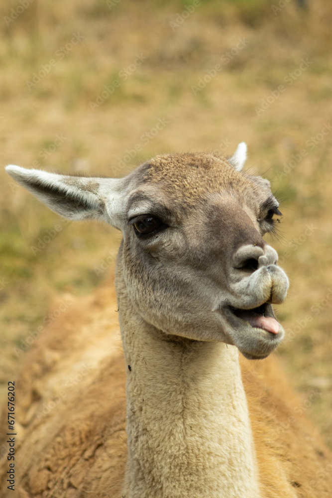 Obraz premium Llama with funny face