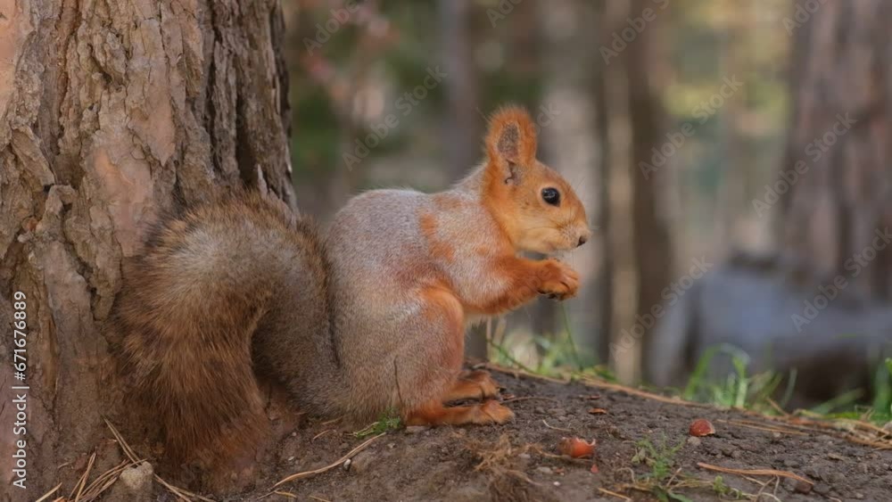 A beautiful red squirrel eats nuts in the forest. A squirrel with a fluffy tail sits and eats nuts close-up. Slow motion video A beautiful red squirrel eats nuts in the forest. A squirrel with a fluffy tail sits and eats nuts close-up. Slow motion video