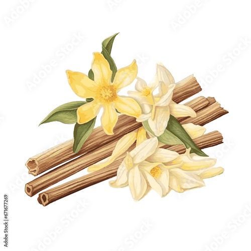Watercolor dried vanilla sticks and vanilla flowers for card decor on white background